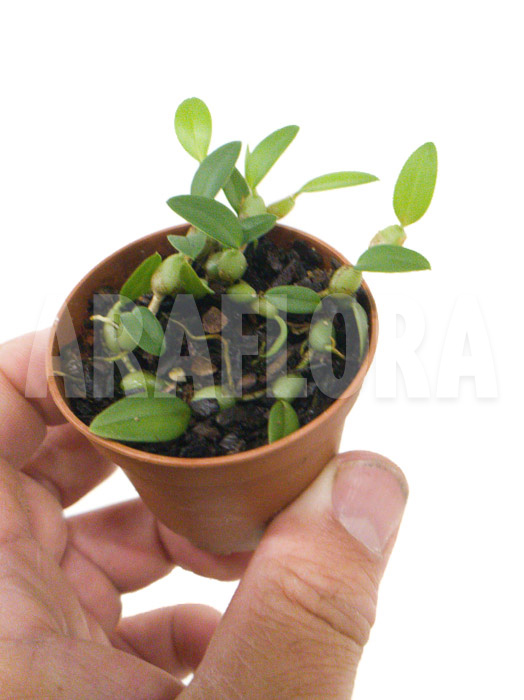 Bulbophyllum depressum