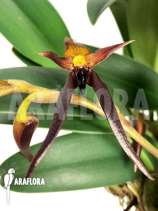 Bulbophyllum nymphopolitanum