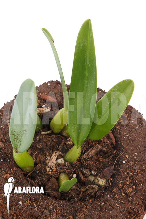 Bulbophyllum ornatissimum