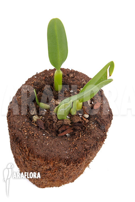 Bulbophyllum ornatissimum