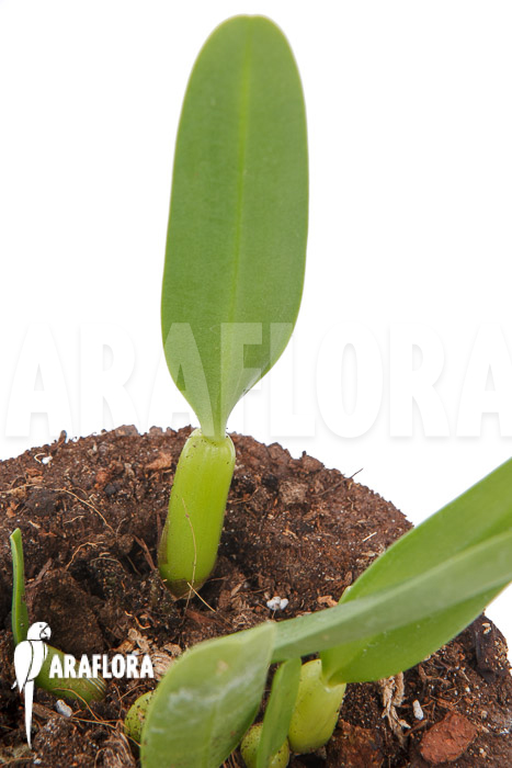 Bulbophyllum ornatissimum