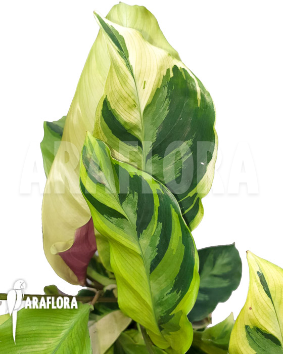 Calathea &lsquo;Yellow Fusion&rsquo;