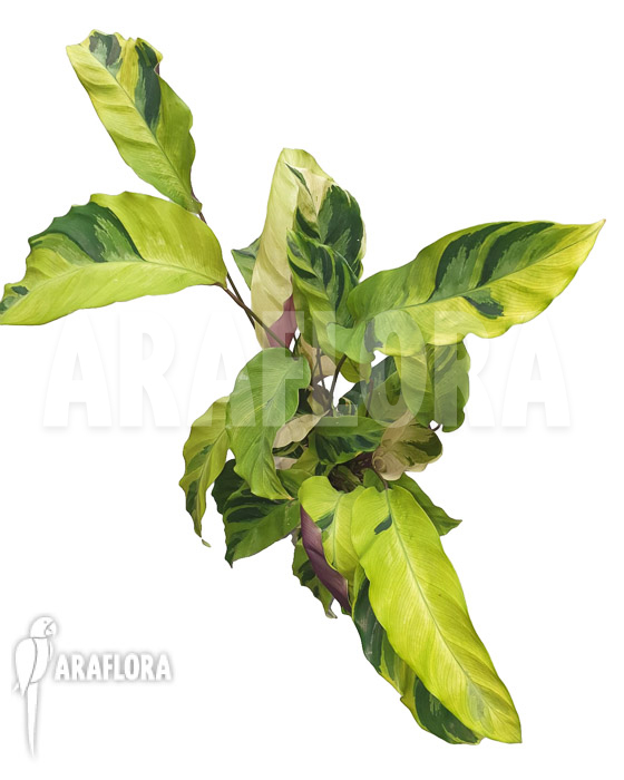 Calathea &lsquo;Yellow Fusion&rsquo;