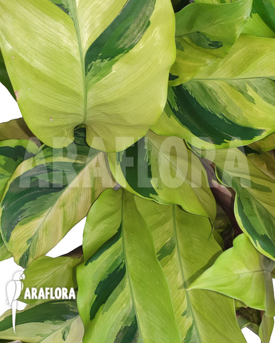 Calathea &lsquo;Yellow Fusion&rsquo;