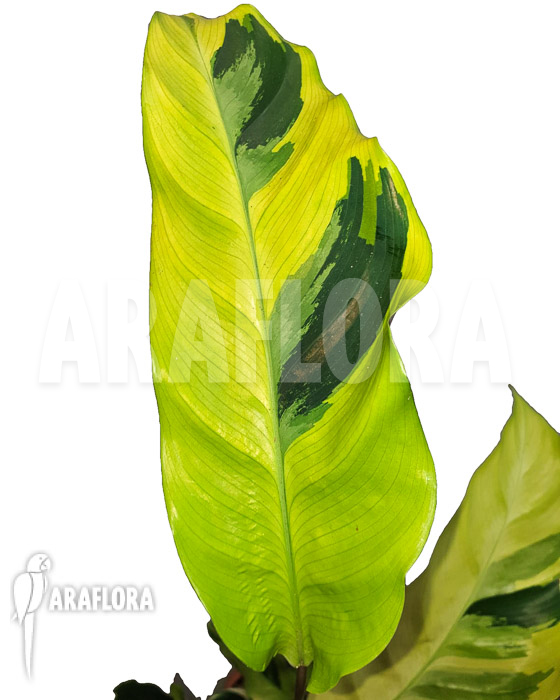Calathea &lsquo;Yellow Fusion&rsquo;