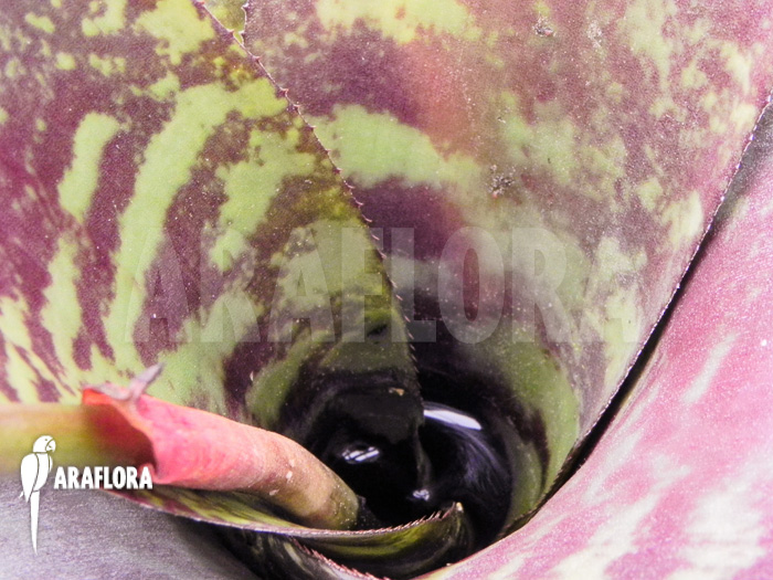 Canistrum seidelianum