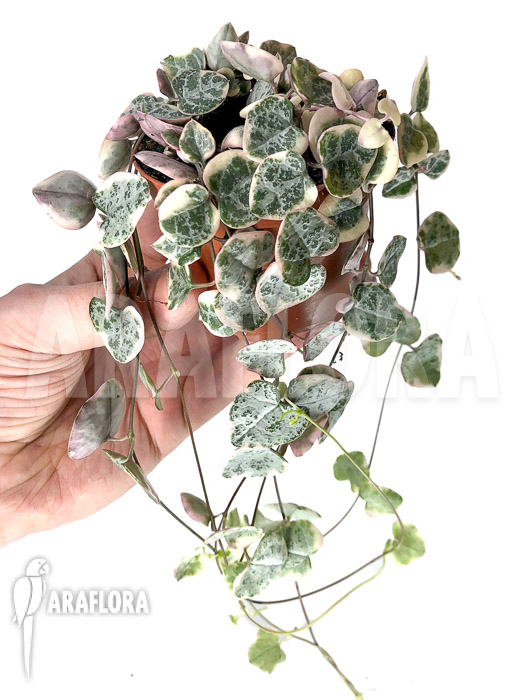 Ceropegia woodii &lsquo;string of hearts&rsquo;