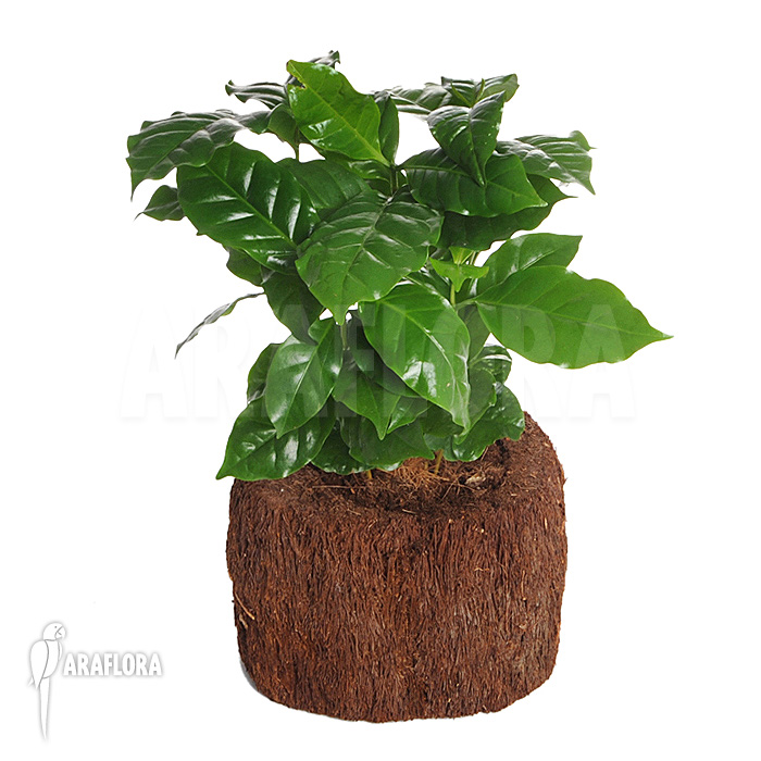 Coffea-arabica_coffee-plant_(M)-2