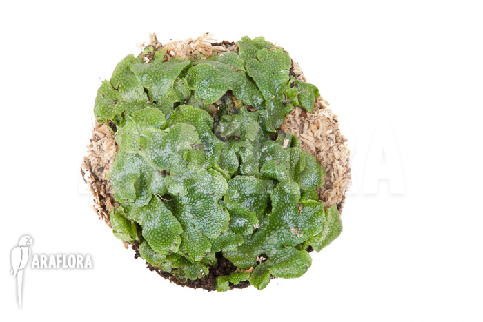 Conocephalum conicum