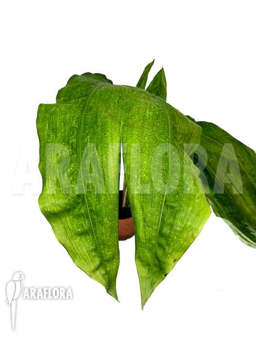 Cyclanthus bipartitus