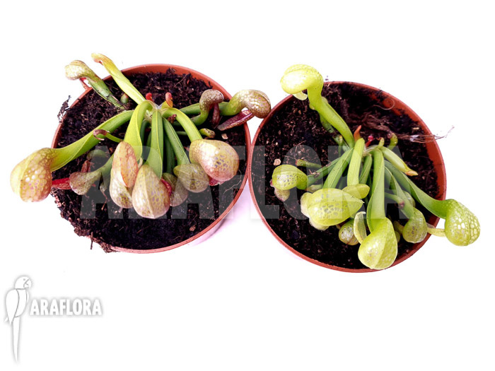 Darlingtonia californica &lsquo;Green and Red&rsquo;