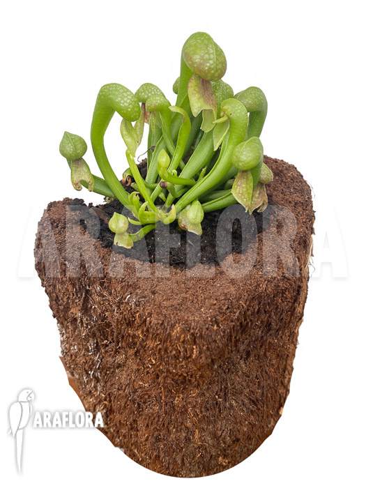 Darlingtonia californica &lsquo;M&rsquo; Type B