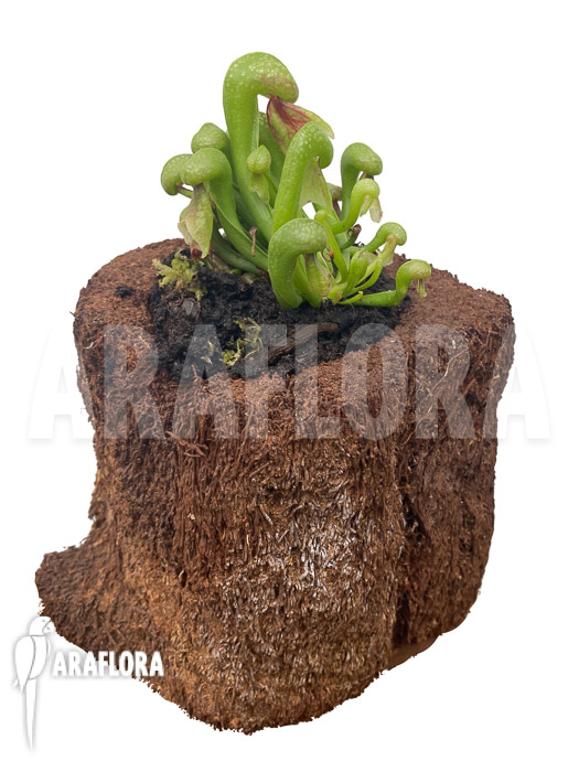 Darlingtonia californica &lsquo;M&rsquo; Type B