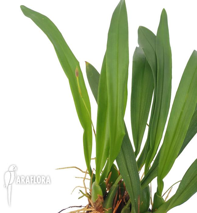 Dendrochilum cobbianum3