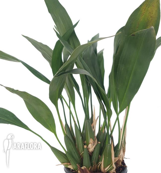 Dendrochilum cobbianum5