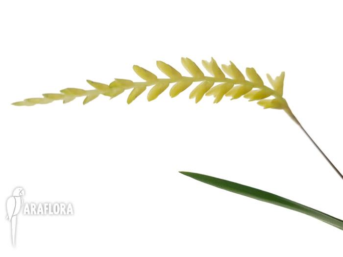 Dendrochilum javieri