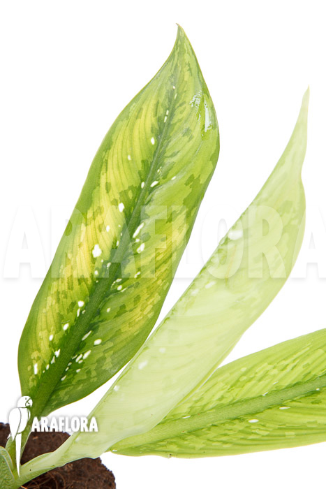 Dieffenbachia hybrid (Crocodile) M