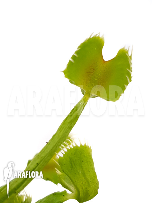 Dionaea muscipula &lsquo;Splash&rsquo;