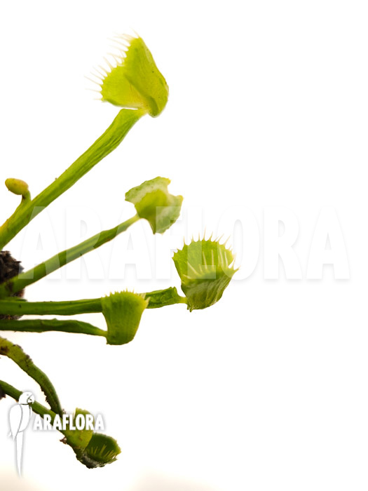 Dionaea muscipula &lsquo;Splash&rsquo;