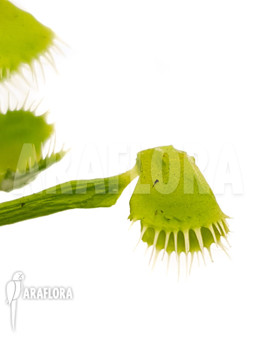 Dionaea muscipula &lsquo;Splash&rsquo;