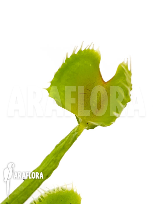 Dionaea muscipula &lsquo;Splash&rsquo;