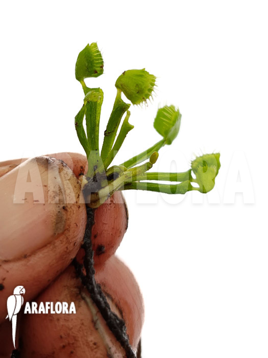 Dionaea muscipula &lsquo;Splash&rsquo; &lsquo;Medium&rsquo;
