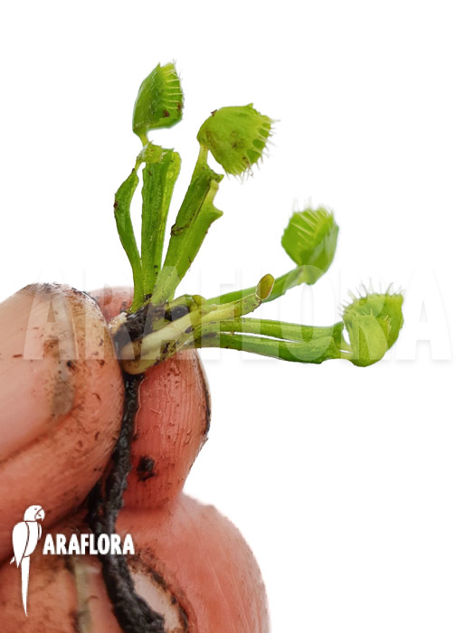 Dionaea muscipula &lsquo;Splash&rsquo; &lsquo;Medium&rsquo;