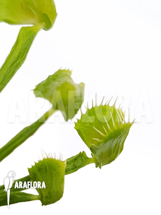 Dionaea muscipula &lsquo;Splash&rsquo; &lsquo;Medium&rsquo;