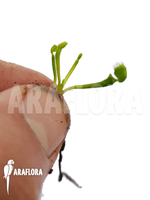 Dionaea muscipula &lsquo;Splash&rsquo; &lsquo;Starter&rsquo;