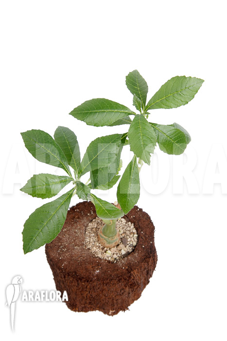 Dorstenia zanzibarica