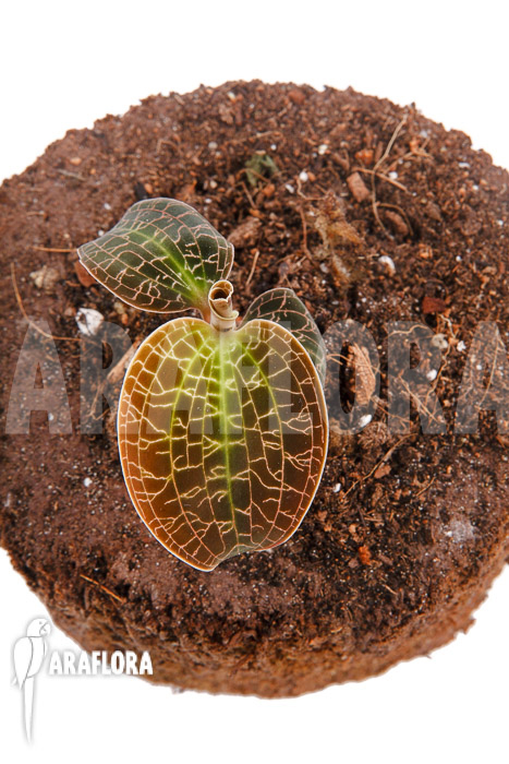 Dossinia-marmorata-5