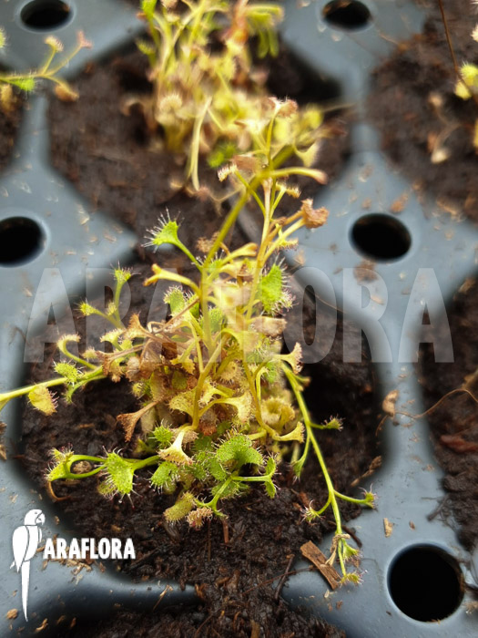 Drosera humilis