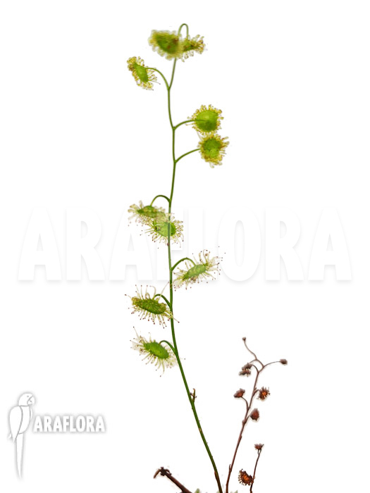Drosera myriantha