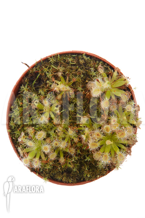 Drosera pulchella