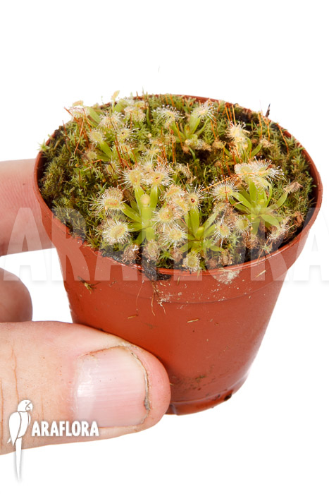 Drosera pulchella