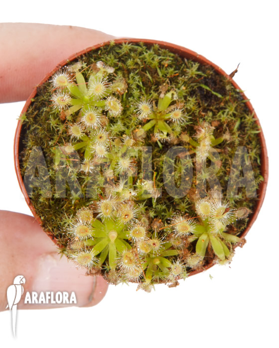 Drosera-pulchella-5