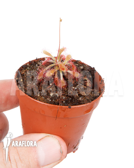 Drosera riparia