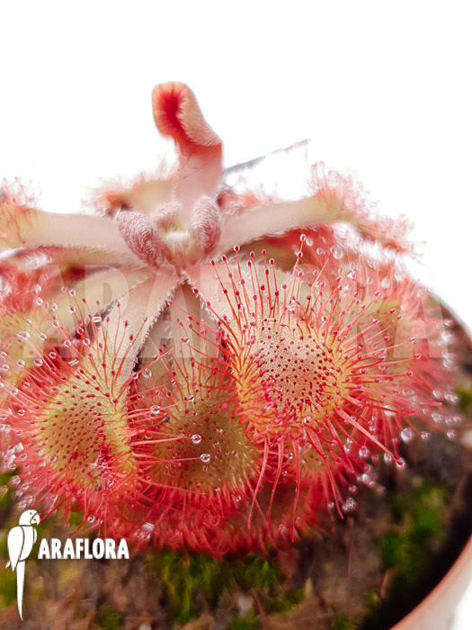 Drosera rubrifolia
