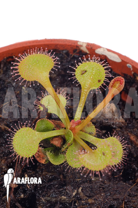 Drosera rupicola &lsquo;S&rsquo;