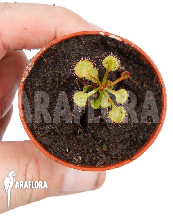 Drosera rupicola &lsquo;S&rsquo;