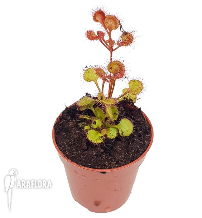 Drosera rupicola red3