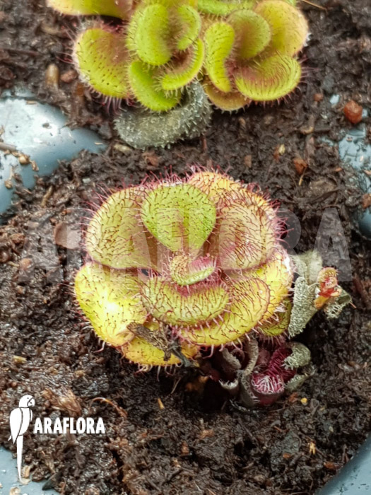 Drosera squamosa