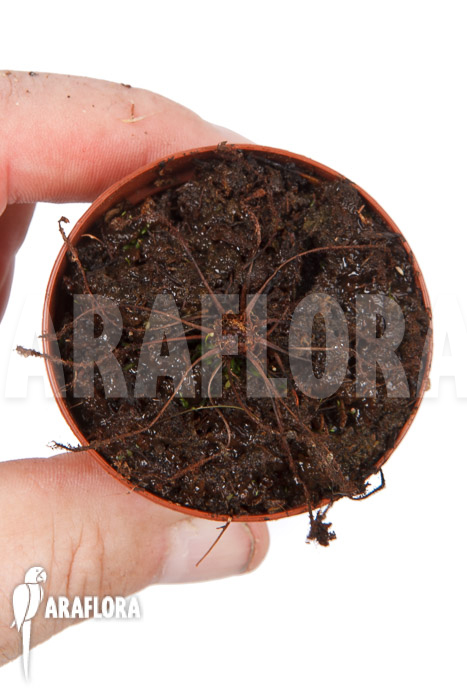 Drosera x hybrida winterbud