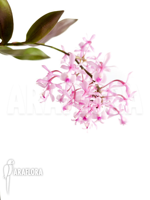 Epidendrum Anika Hassinger