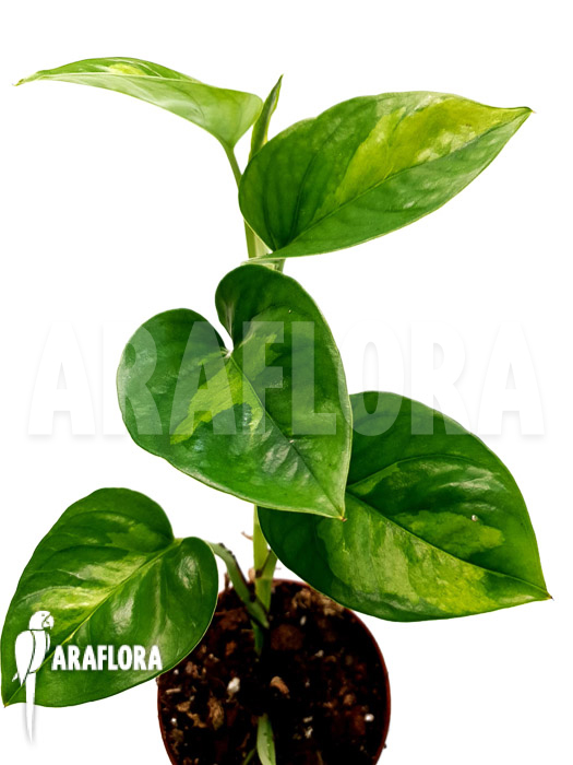Epipremnum aureum &lsquo;Global Green&rsquo; starter