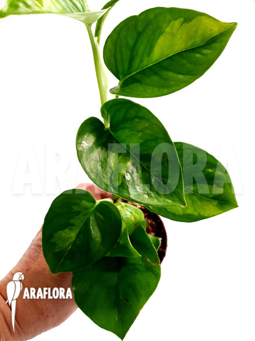 Epipremnum aureum &lsquo;Global Green&rsquo; starter