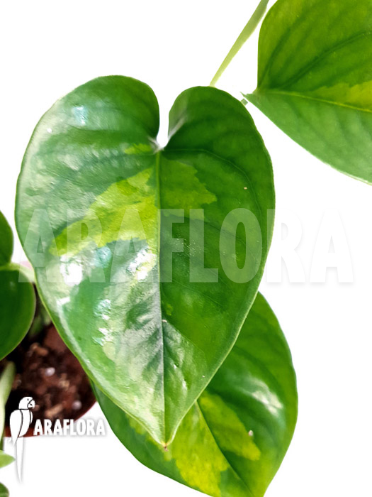 Epipremnum aureum &lsquo;Global Green&rsquo; starter