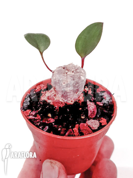 Eriosperma cooperii &lsquo;L&rsquo;