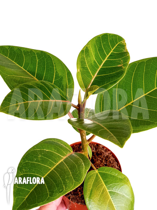Ficus altissima var &lsquo;Starter&rsquo;