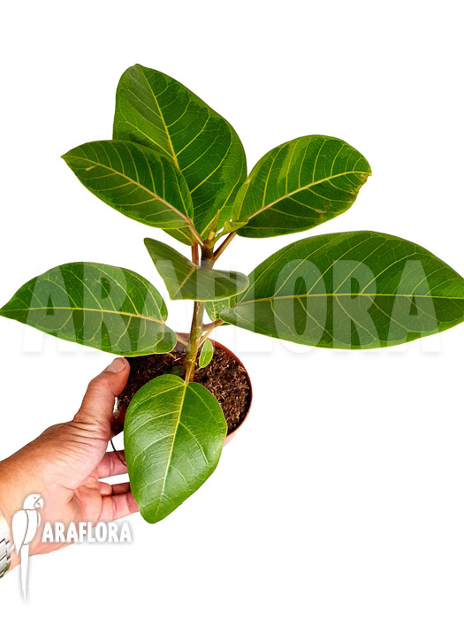Ficus altissima var &lsquo;Starter&rsquo;